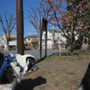 公園の河津桜