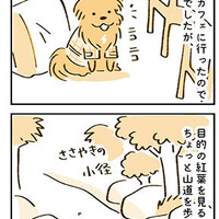 【犬漫画】奈良の紅葉と歩かない犬