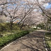 お散歩と桜