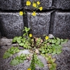 イワニナガ