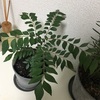 我が家にカレーリーフの苗をお迎えした話