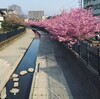 早春の花見ドライブ(淀の河津桜)