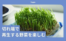 3年でパイナップルも再び実る！ リボベジで、捨てるはずだった野菜の切れ端を楽しむ