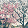 宇多野病院の寒緋桜
