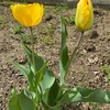 健康な体を作るには　🌞