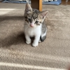 久しぶりに登場！実家の猫ちゃん「そら」🐈