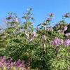 今日もふたりで