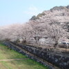 柳瀬川桜便り続き