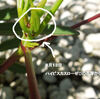 ハイビスカスローゼルの花芽　と　こぼれ種のスイートアリッサム