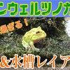 クランウェルツノガエル飼育しちゃうぞ！