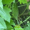 高齢の母の家庭菜園|ゴーヤは元気すぎてジャングル化！ご近所さんの一言で収穫成功