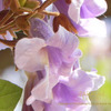 桐の花　ポローニャ　Paulownia