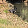 2月1日代々木公園カラスさんぽ