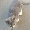 仔猫が公衆の面前で大胆行動；