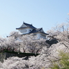 津山・鶴山公園の桜