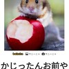 ニャンコの多頭飼いって凄く増えた気がするのヾ(^^ )