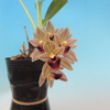 Cymbidium devonianum 