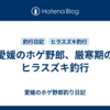 愛媛のホゲ野郎、厳寒期のヒラスズキ釣行