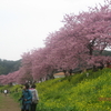 青野川の河津桜