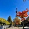 大通公園ではたくさんの人が札幌の短い秋を楽しんでいました