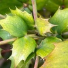 （紹介：植物）新宿中央公園のベルベリス・ネルヴォサ を紹介します