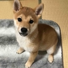 柴犬あきとの生活　43