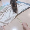 ダイエッターみーすけたん🐾