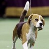 【米】子犬を傷つける大学への助成金を削減する「ヘルプ ペッツ法」