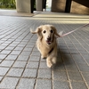 寛解宣言。