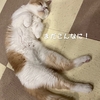 雨田甘夏、水濡れです。【猫と拘束と泡事情】