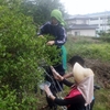  気仙茶 復活 !　念願の茶摘み !  (1)