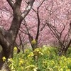 河津桜と菜の花