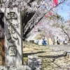 見晴らし最高！小高い丘の桜の名所【早島公園】