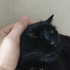 今日の黒猫モモ＆白黒猫ナナの動画ー７９４