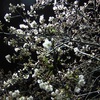 東京の夜桜～☆