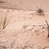 サバクハシボソヒバリ Dune Lark