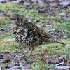 神戸）洞川梅林咲き始め。再度公園。トラツグミ、ビンズイ、ルリビタキ、アトリ、ホオジロ、コゲラ、ヤマガラ、シジュウカラ、ウグイス、メジロ、モズ、キセキレイ、シロハラ。