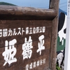 カルスト台地の牛は今日もはむはむ草を食む