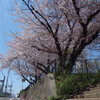 麦野公園の桜　2013.3.28昼