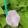 今季初アサガオの開花