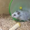しろあん95日目
