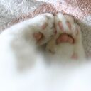 ご飯と猫の日々