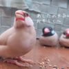 シナモン文鳥さん　おそろい