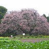 吉高の大桜