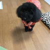 喘息の次は愛犬がヘルニア