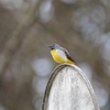 高尾山探鳥会は大盛況🐤