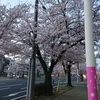 三滝通りの桜