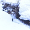 雪の渓を探る