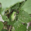 あら、梅雨入り？