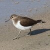 兵庫県西宮）甲子園浜。イソシギ、ハジロカイツブリ、カンムリカイツブリ、ホオジロガモ、ハシビロガモ、コガモ、ヒドリガモ、ユリカモメ、タヒバリ。